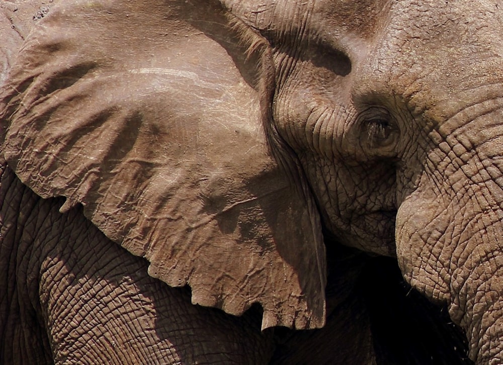a close up view of an elephant's face