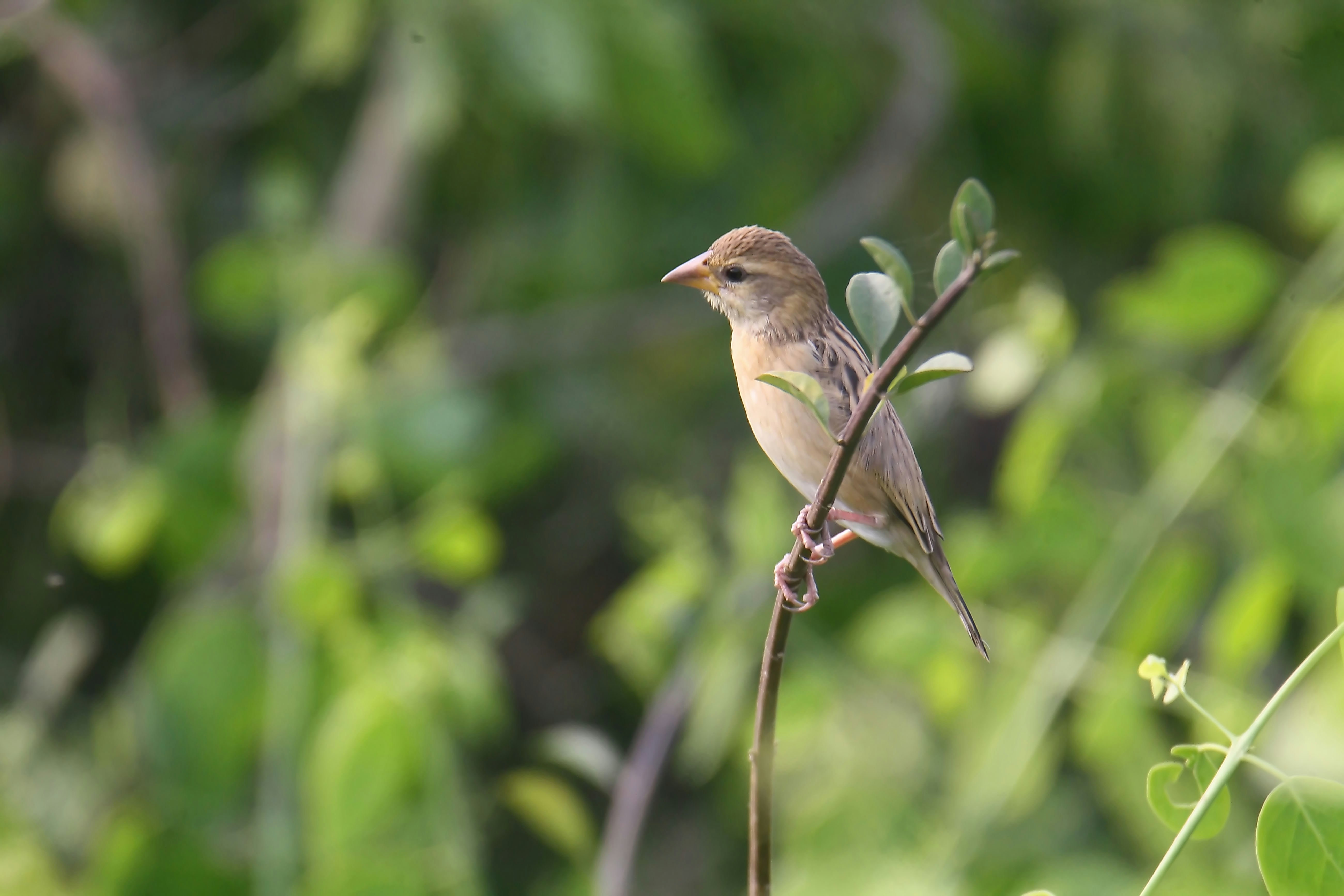 Photo by sylvester_123