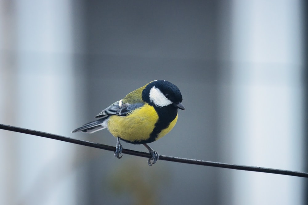 a small yellow and black bird sitting on a wire