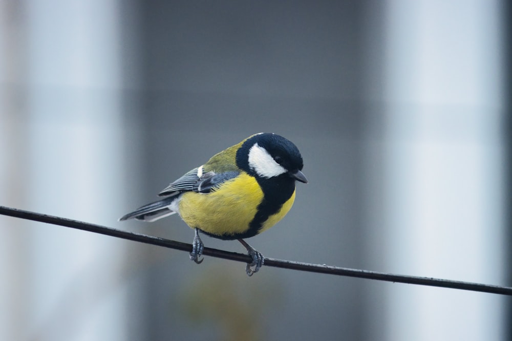 ein kleiner gelb-schwarzer Vogel, der auf einem Draht sitzt