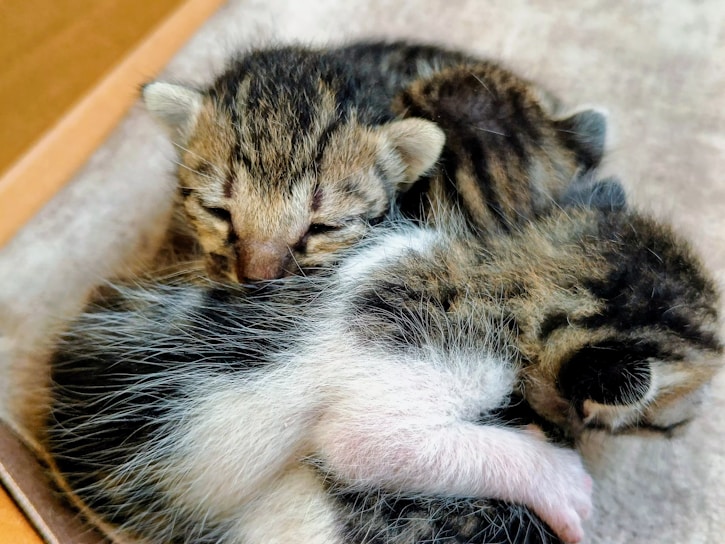 A group of playful kittens resting together on a soft blanket.
