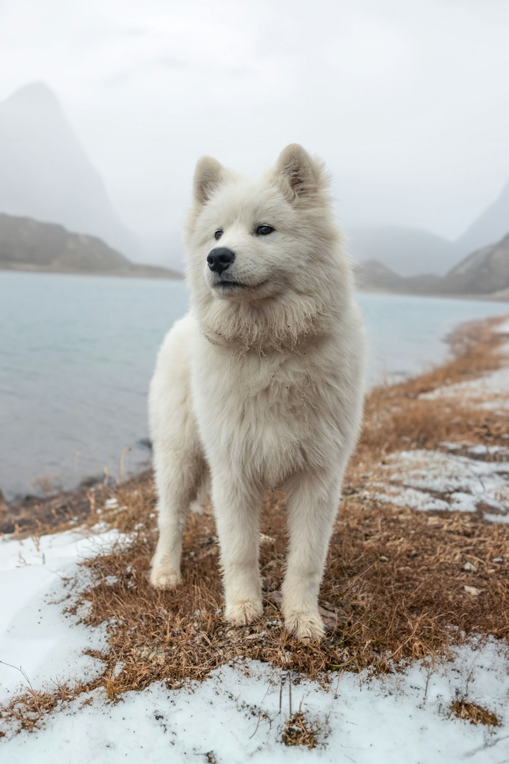 a white dog standing on top of a snow covered field