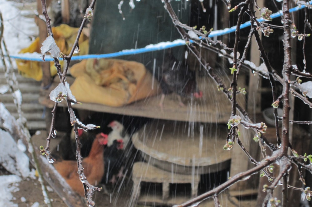 a bunch of chickens are outside in the snow