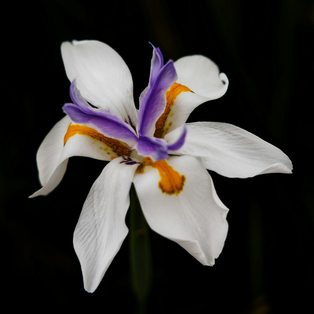 a white and purple flower with a black background