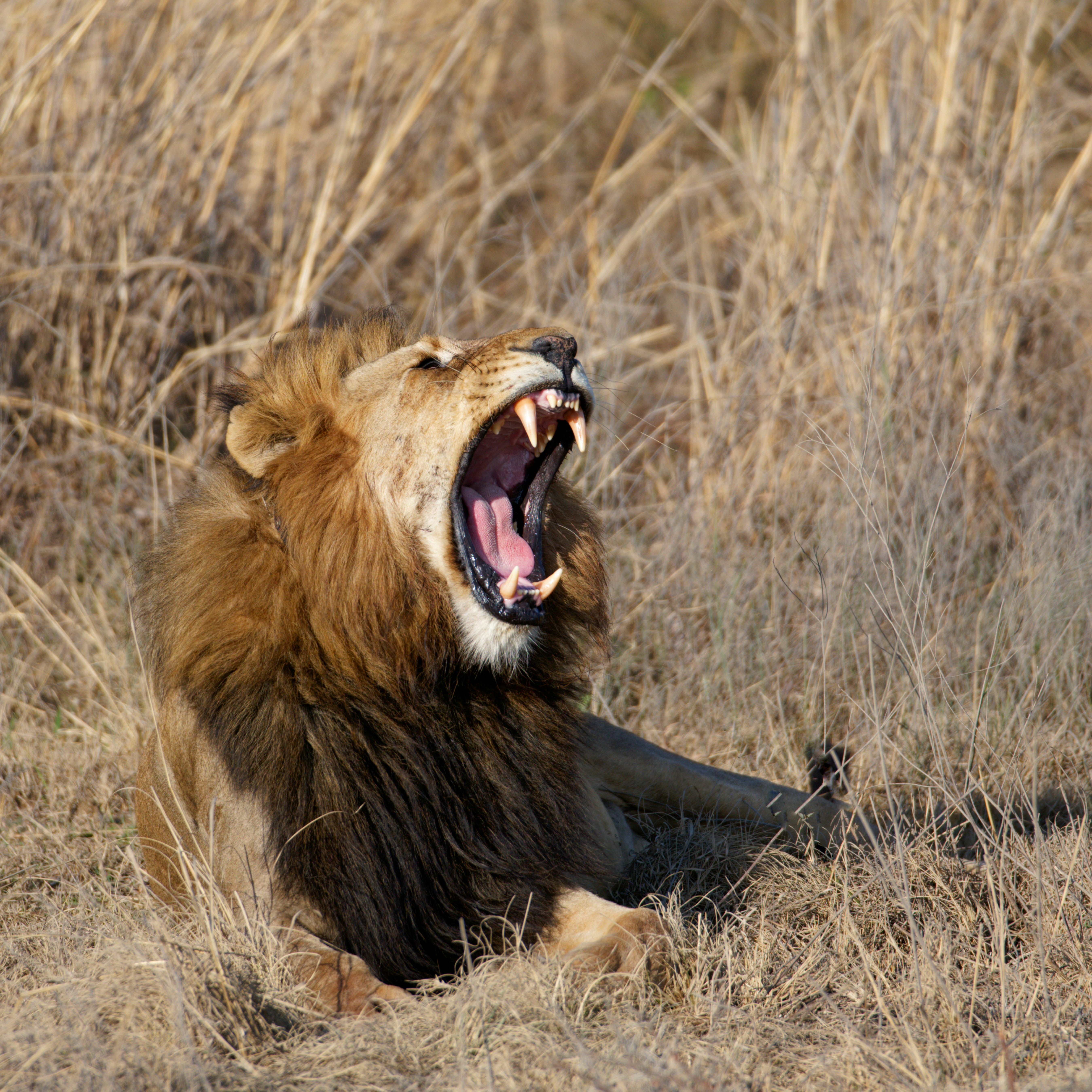 Roaring Into the Future (image credits: unsplash)