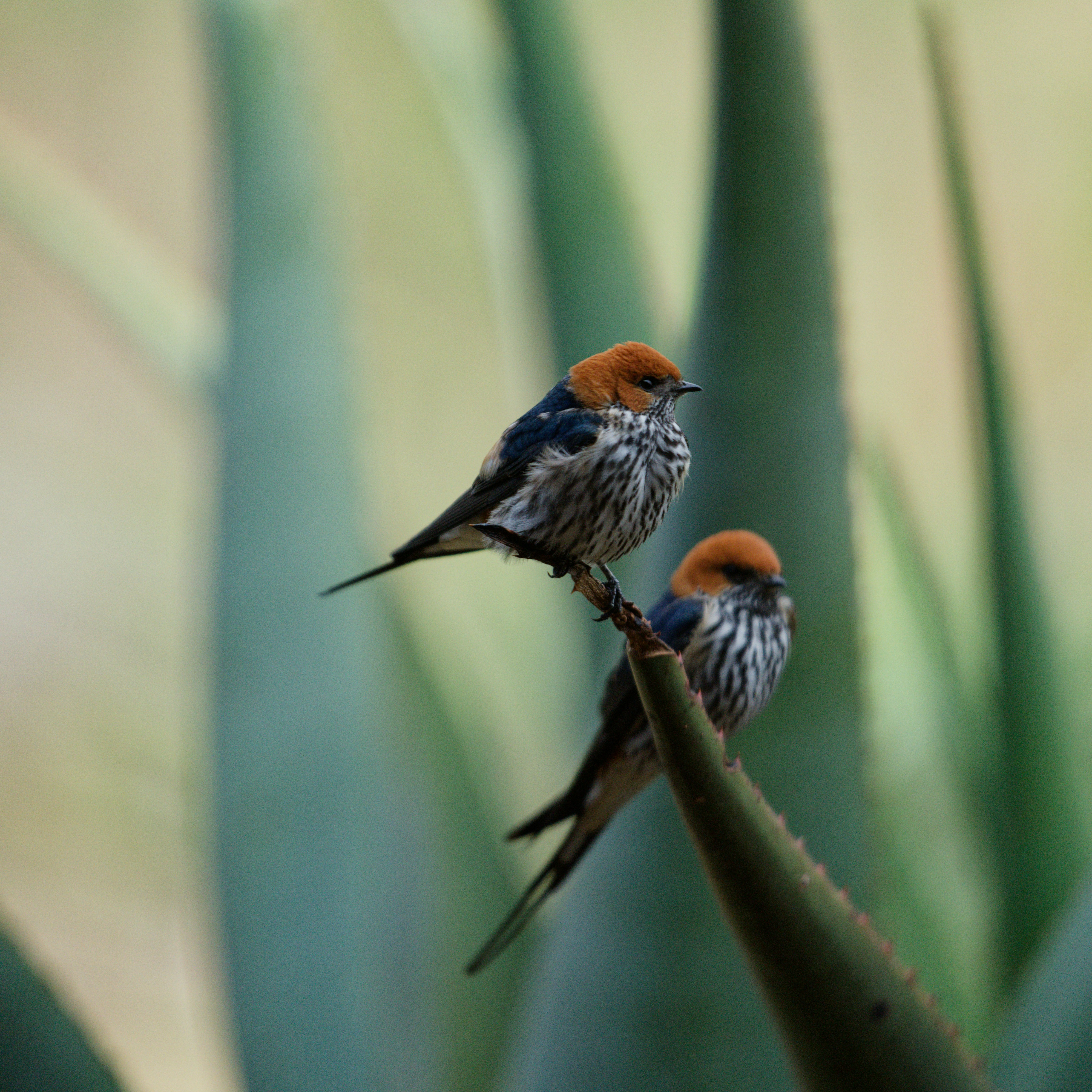 植物の上にとまる2羽の小鳥の写真 – Unsplashの鳥の無料画像