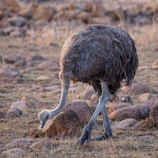 An ostrich stands on a rocky terrain, with its head lowered and neck stretched out towards the ground. The landscape is dry and sparse, with brown and tan rocks scattered across the earth.