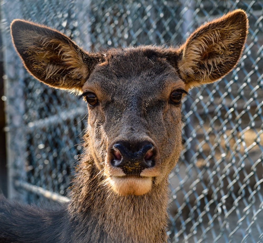 a close up of a deer behind a chain link fence