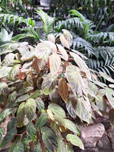 Jungle Plants
