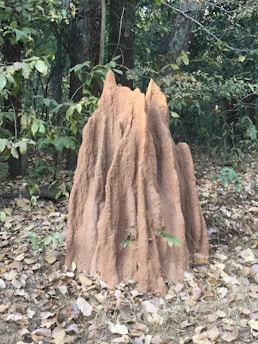 A large, intricate termite mound with a textured surface standing amidst a forest area with dense green foliage and scattered dry leaves on the ground.