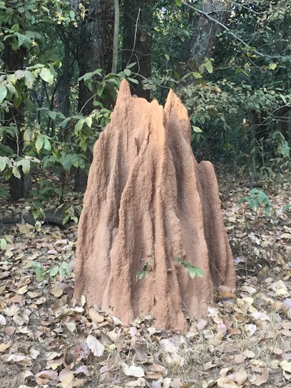 A large, intricate termite mound with a textured surface standing amidst a forest area with dense green foliage and scattered dry leaves on the ground.