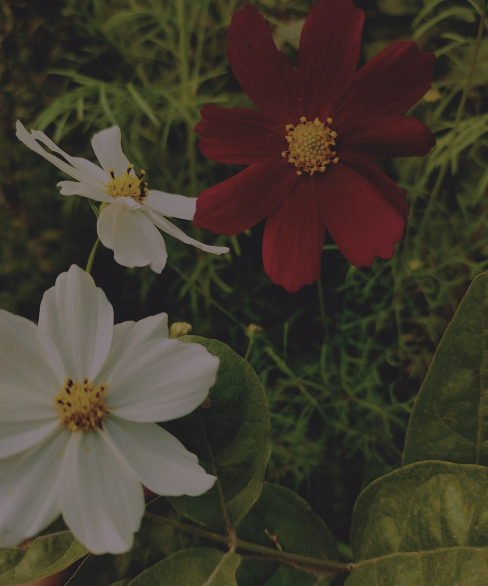 a couple of red and white flowers sitting on top of a lush green field