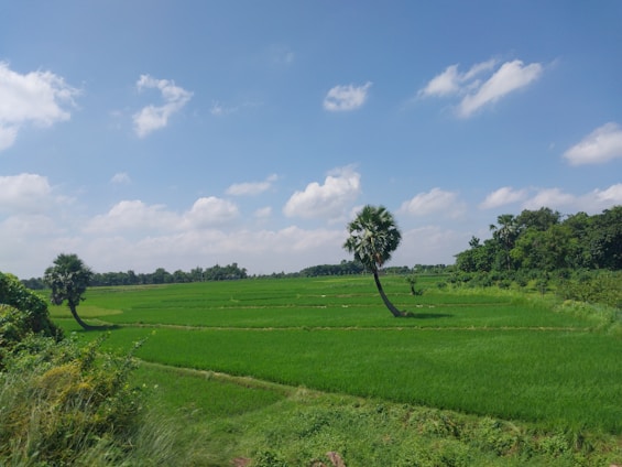 A lush green landscape showcasing Indonesia's fertile agricultural fields under a clear blue sky.