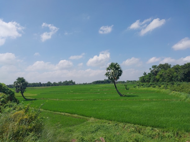 A vibrant landscape showcasing Indonesia's lush agricultural fields under a clear blue sky.