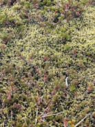 Close-up of diverse plant species sampled for vegetation analysis