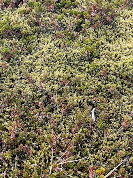Close-up of diverse plant species sampled for vegetation analysis