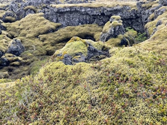 A landscape with lush green moss covering rugged volcanic rocks and small plants growing amidst the terrain. The rocks are uneven and weathered, creating an intricate texture across the scene.