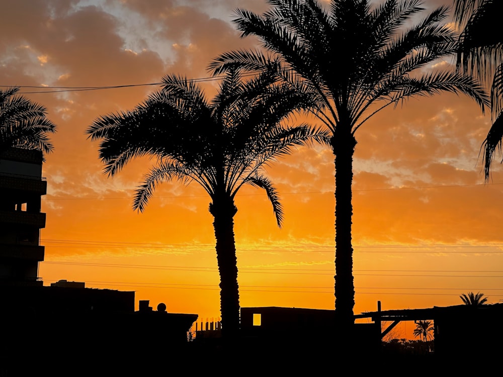 a couple of palm trees sitting next to each other