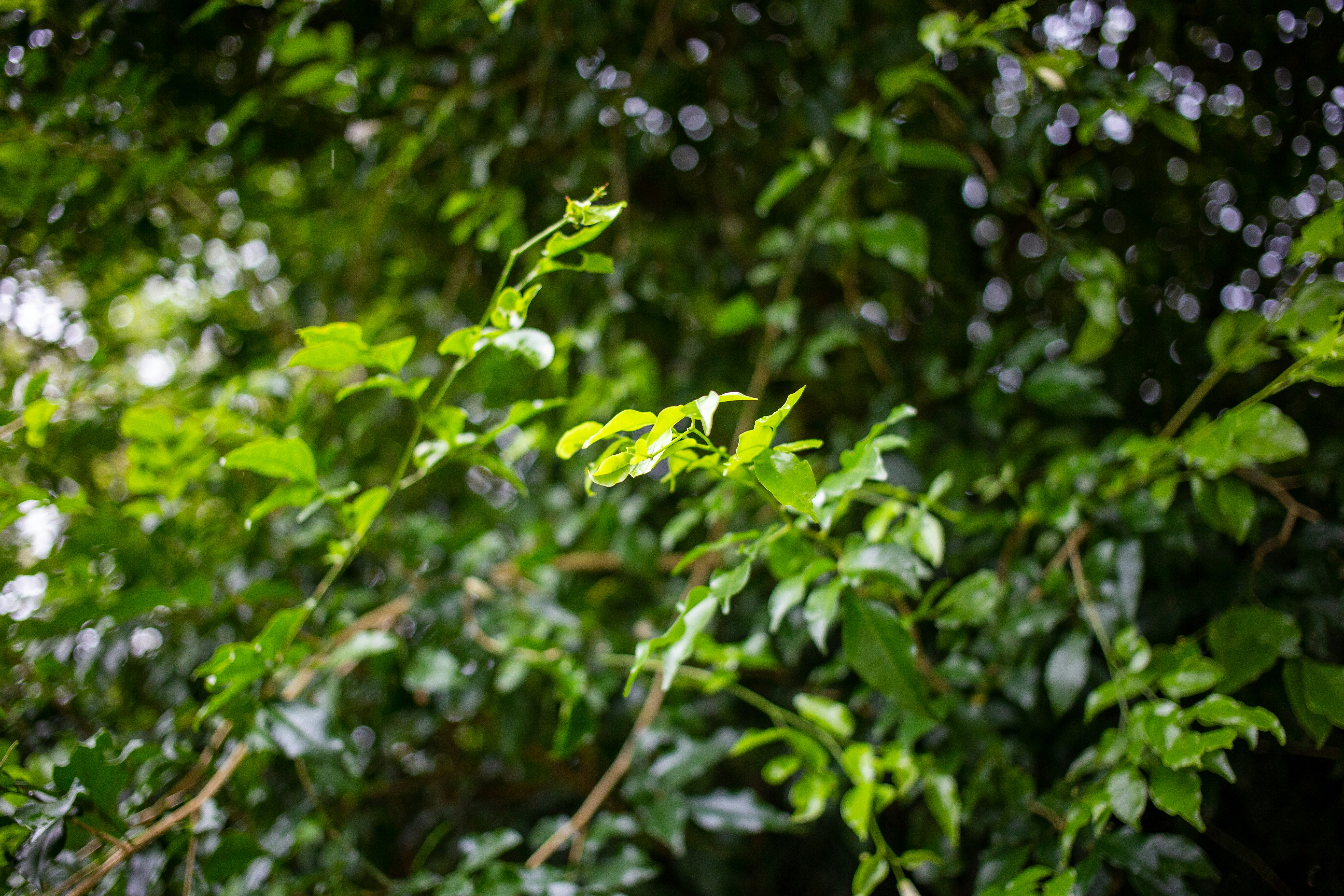 Photo by thaprobanana