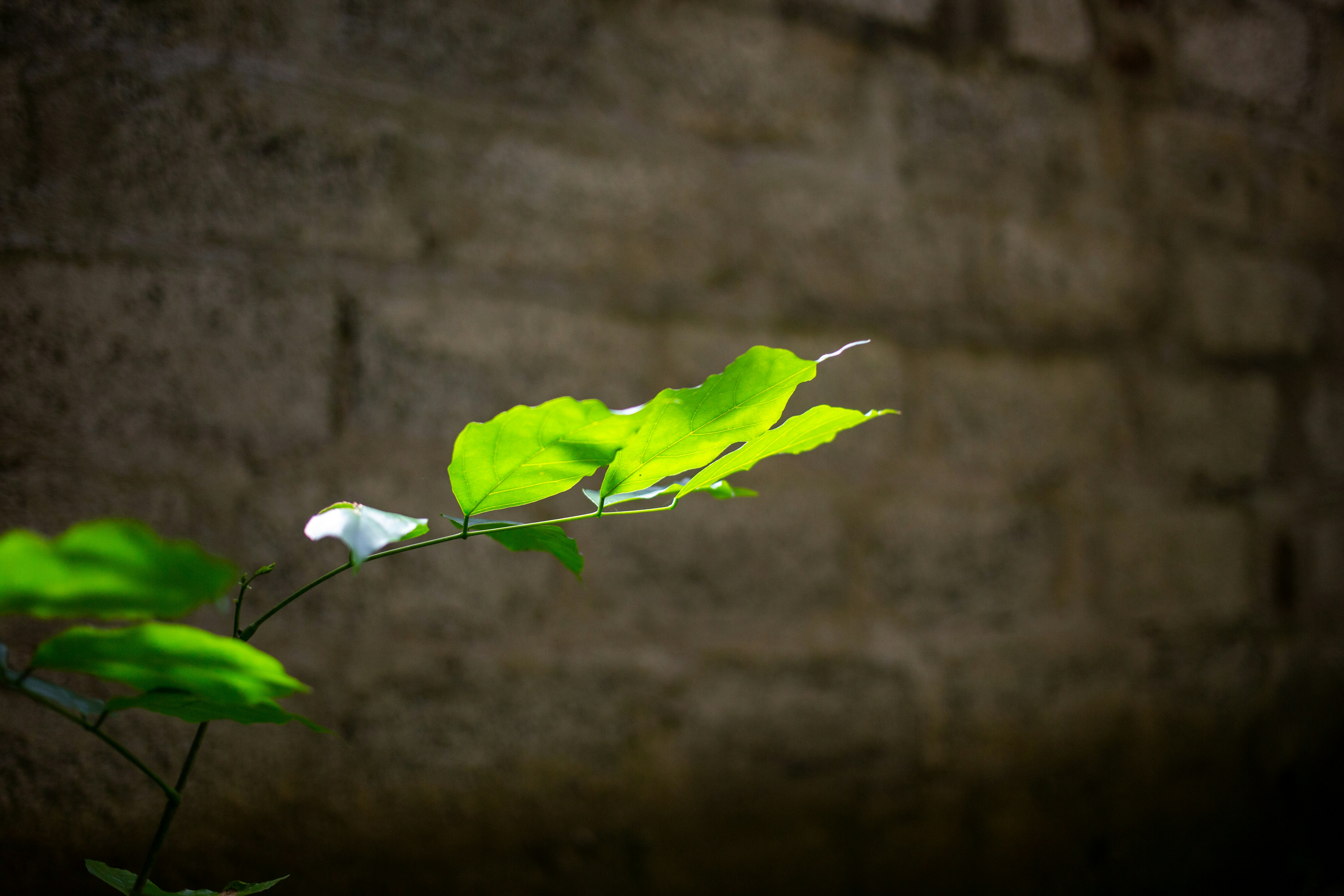 Photo by thaprobanana