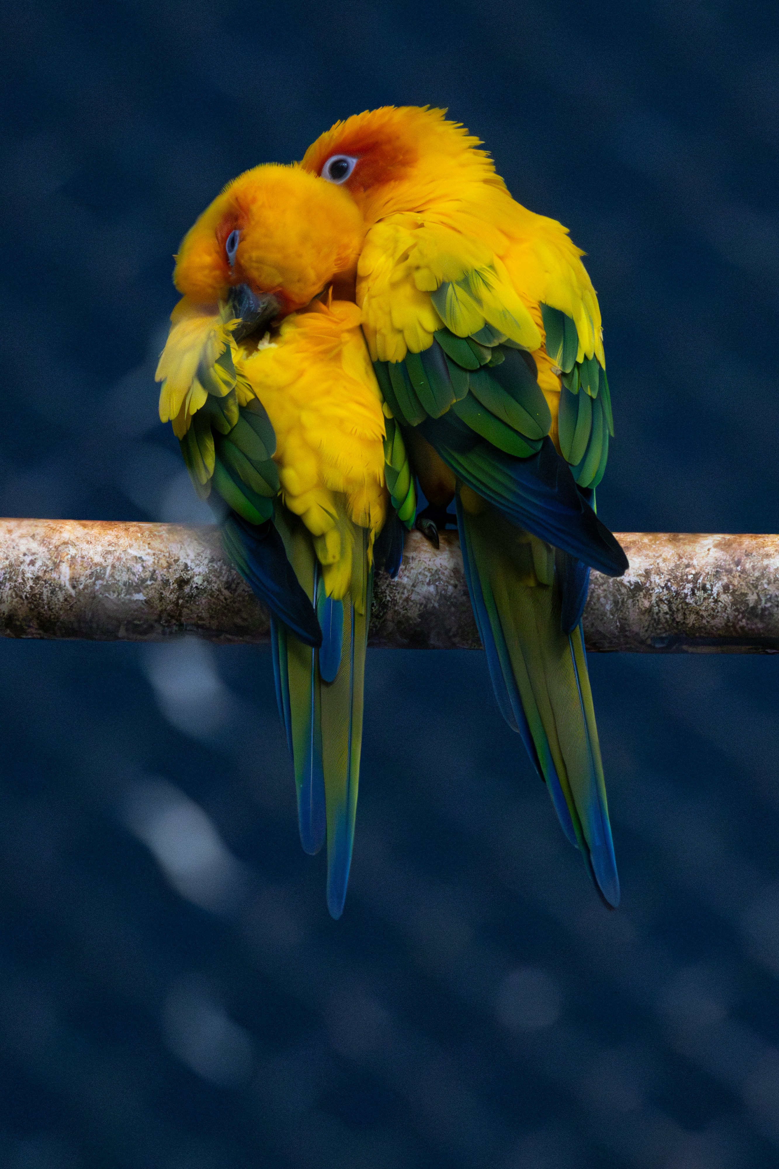 Two yellow and green birds sitting on a branch photo – Free Karnataka ...