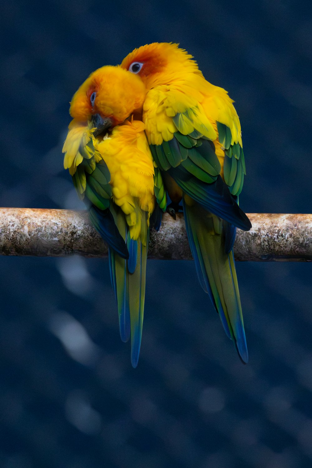 two yellow and green birds sitting on a branch