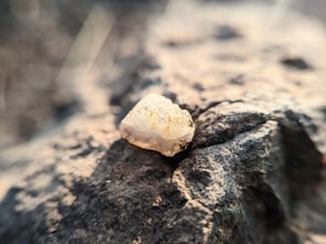 Close-up of smooth moonstone crystals resting on a wooden surface.
