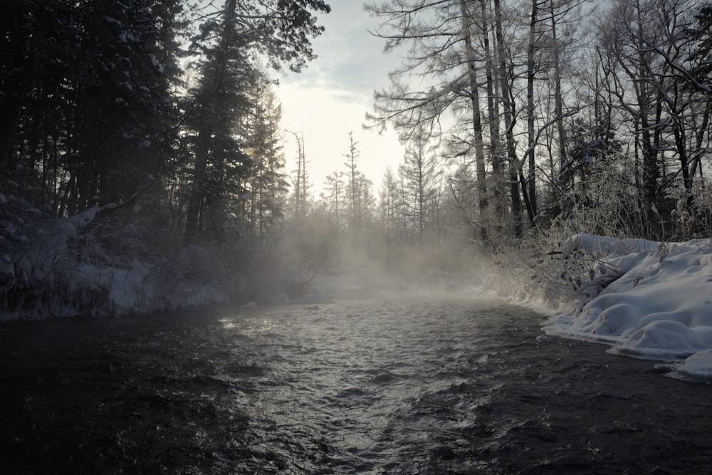 a river running through a forest covered in snow