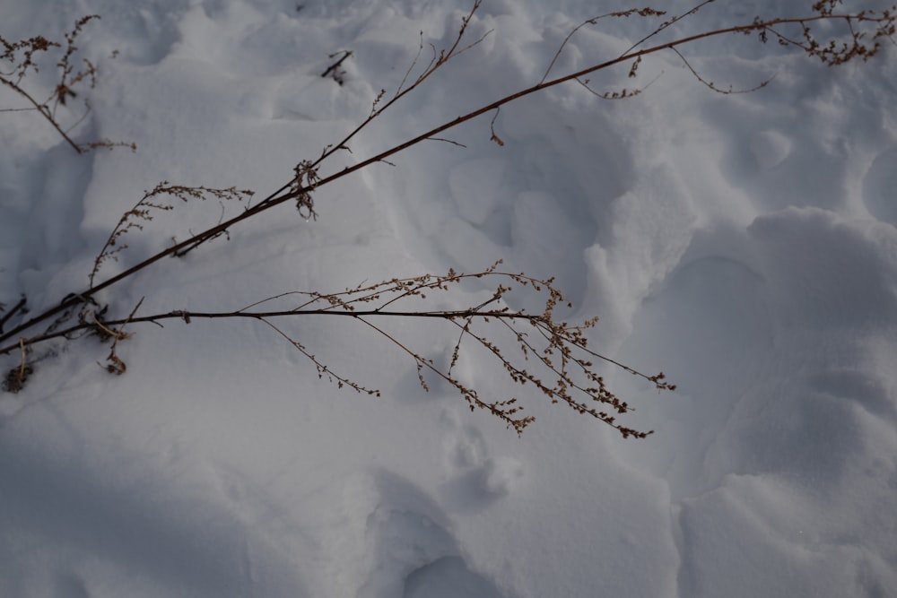 a tree branch in the middle of a snow covered field
