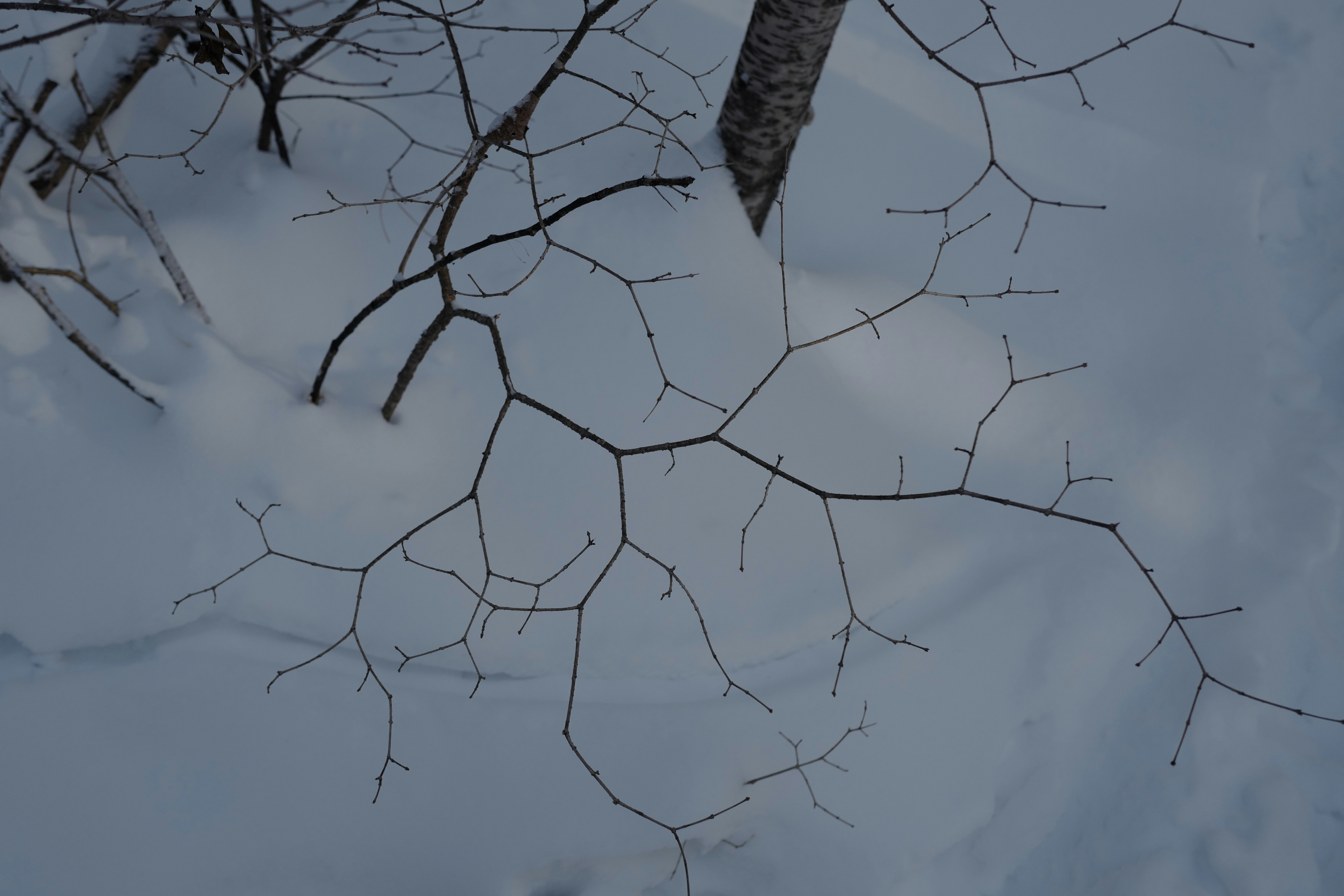 Semaglutide in Lantry, SD: A Local Guide to GLP-1 Weight-Loss Care and Online Options