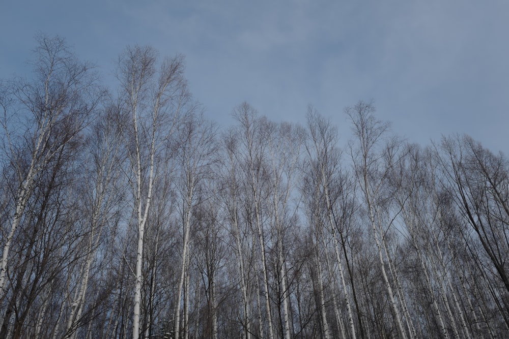 a group of trees that are standing in the snow