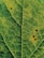 A close-up view of a green leaf with prominent veins visible, showing a network pattern. The leaf has some dark spots and discoloration, possibly due to natural wear or damage.