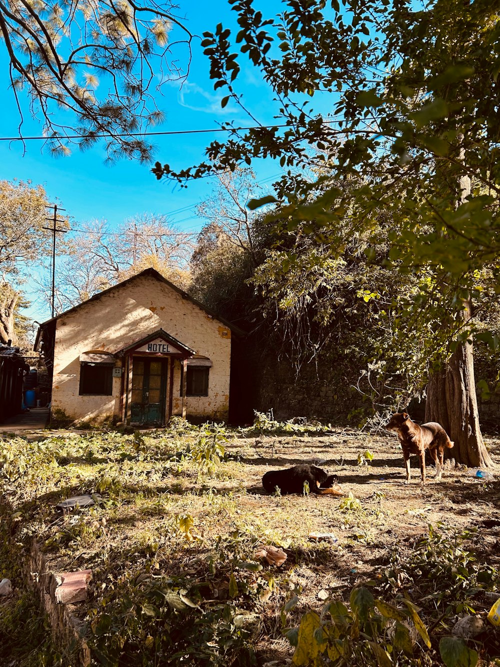 two horses standing in front of a small house