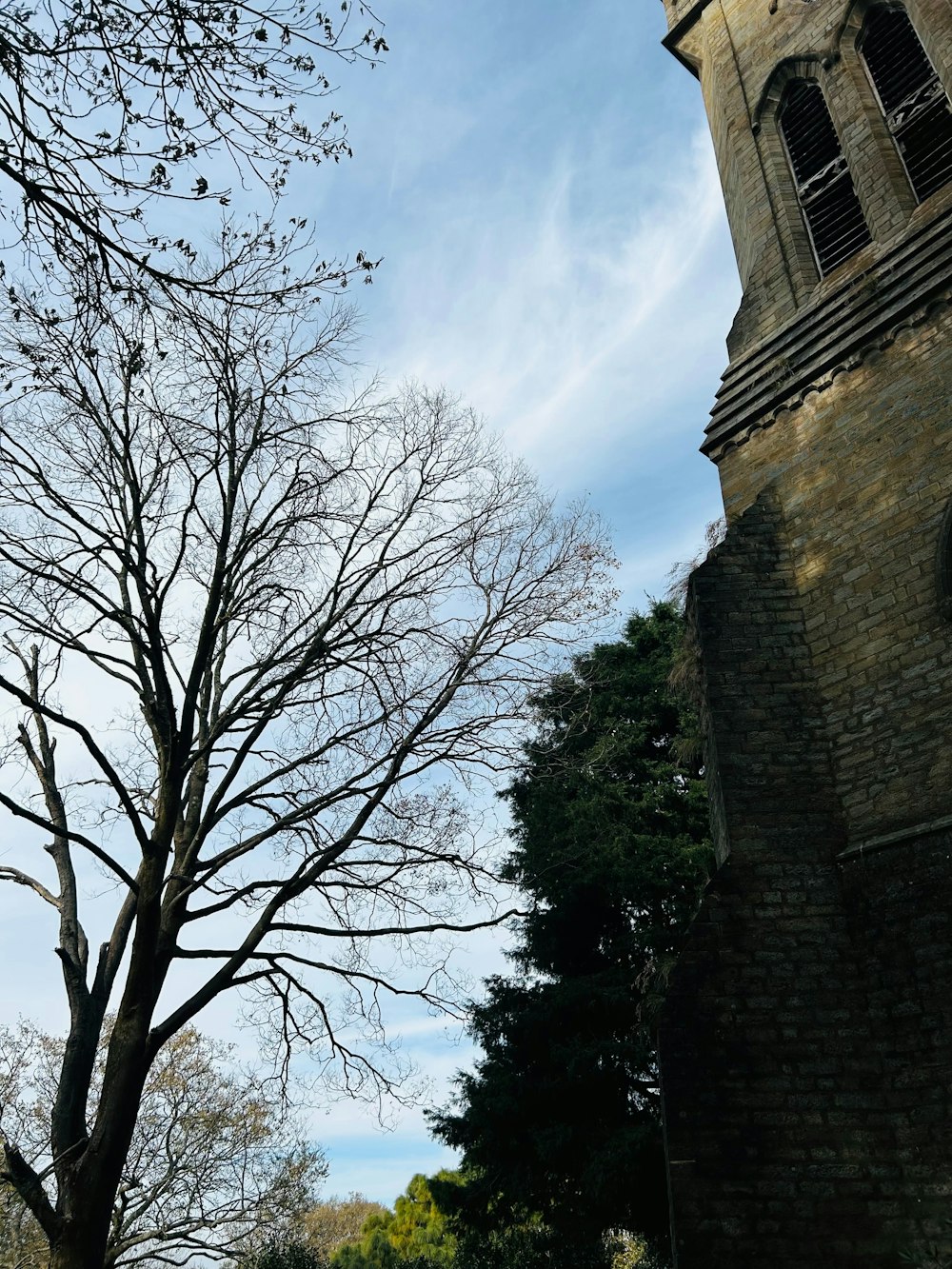 a tall tree sitting next to a tall brick building