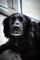 A black dog with glossy fur and soulful eyes sits indoors near a window, looking intently towards the viewer. The light from outside softly illuminates its fur, highlighting the texture around its face. In the foreground, part of a cushion with a dog pattern and the text 'love dogs' is visible.