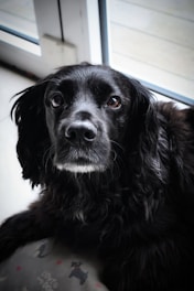 A black dog with glossy fur and soulful eyes sits indoors near a window, looking intently towards the viewer. The light from outside softly illuminates its fur, highlighting the texture around its face. In the foreground, part of a cushion with a dog pattern and the text 'love dogs' is visible.