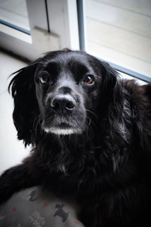 A black dog with glossy fur and soulful eyes sits indoors near a window, looking intently towards the viewer. The light from outside softly illuminates its fur, highlighting the texture around its face. In the foreground, part of a cushion with a dog pattern and the text 'love dogs' is visible.