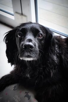 A black dog with glossy fur and soulful eyes sits indoors near a window, looking intently towards the viewer. The light from outside softly illuminates its fur, highlighting the texture around its face. In the foreground, part of a cushion with a dog pattern and the text 'love dogs' is visible.