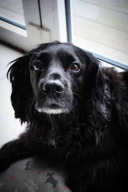 A black dog with glossy fur and soulful eyes sits indoors near a window, looking intently towards the viewer. The light from outside softly illuminates its fur, highlighting the texture around its face. In the foreground, part of a cushion with a dog pattern and the text 'love dogs' is visible.