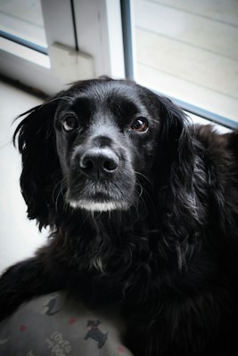 A black dog with glossy fur and soulful eyes sits indoors near a window, looking intently towards the viewer. The light from outside softly illuminates its fur, highlighting the texture around its face. In the foreground, part of a cushion with a dog pattern and the text 'love dogs' is visible.