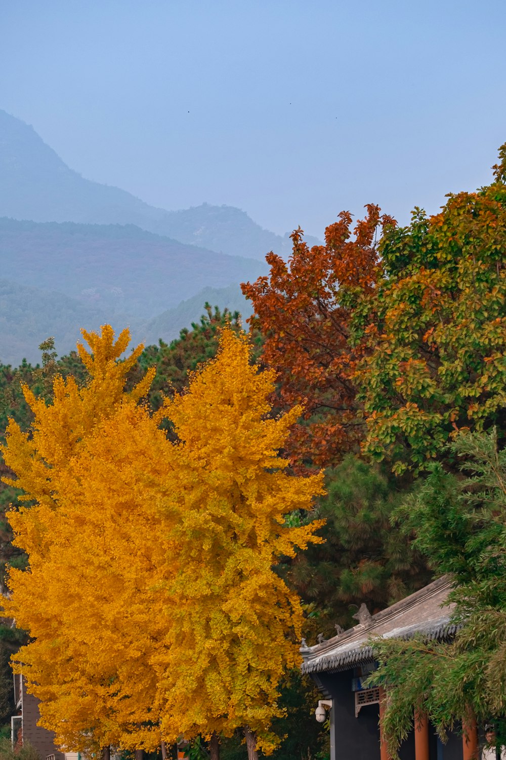 a couple of trees that are next to each other