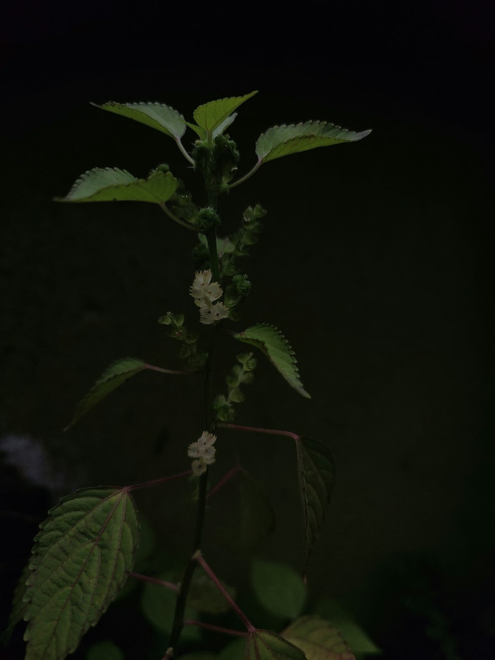 a plant with green leaves and white flowers