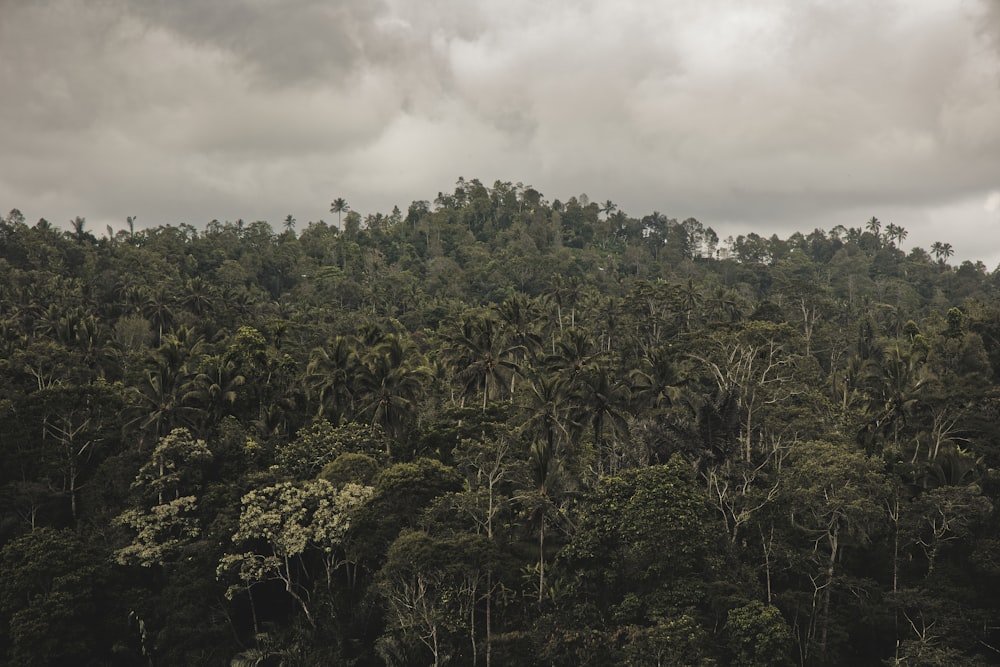 a lush green forest filled with trees under a cloudy sky