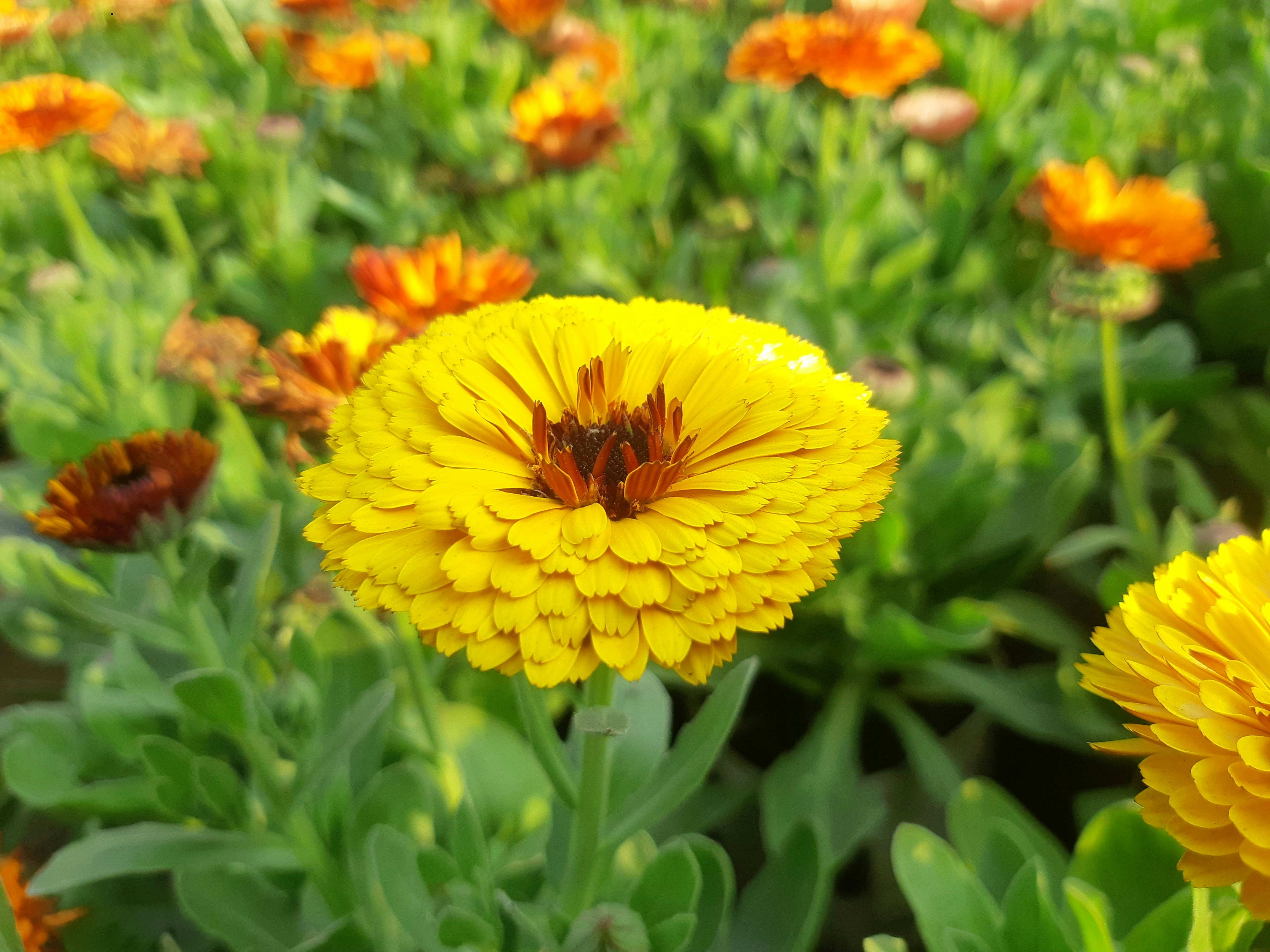 a bee is sitting on a yellow flower