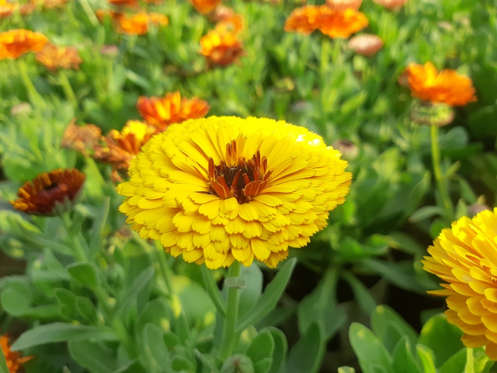 a bee is sitting on a yellow flower