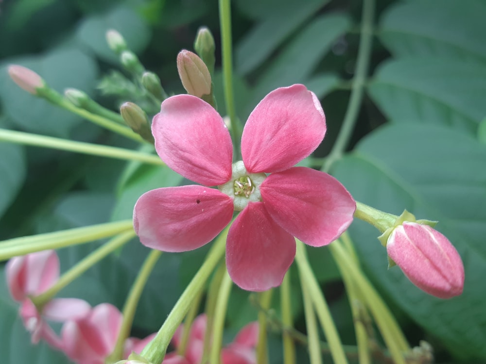 a close up of a pink flower with green leaves in the background