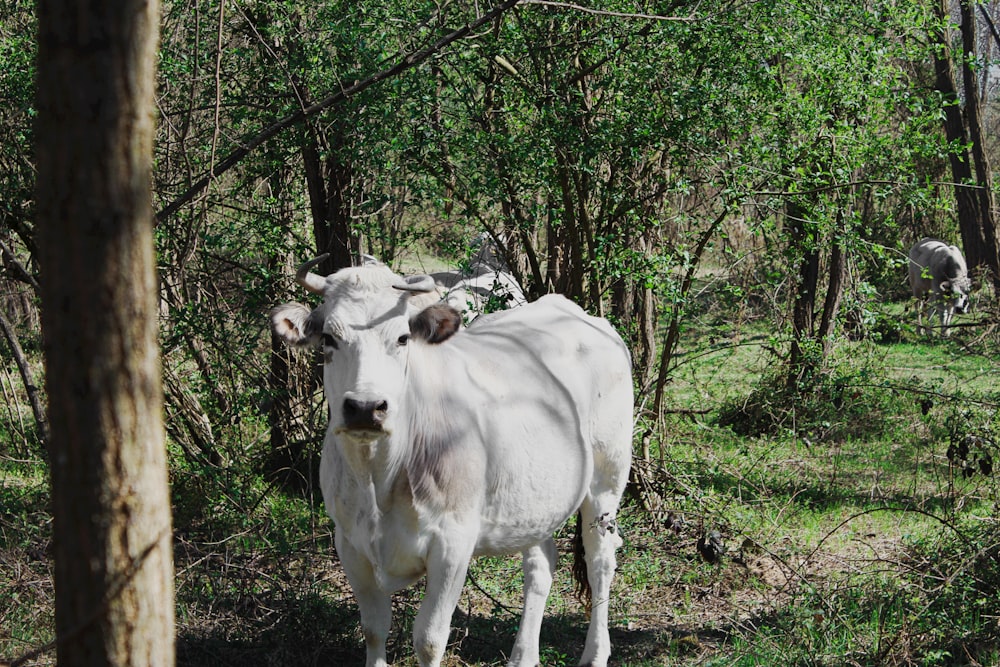 a white cow standing in the middle of a forest