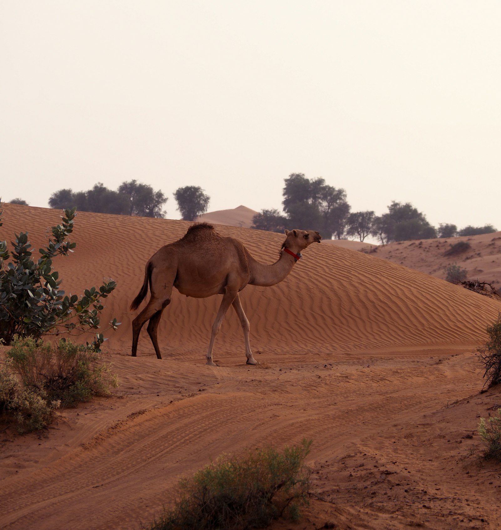 Golden sunset over Agafay horizons near Marrakesh