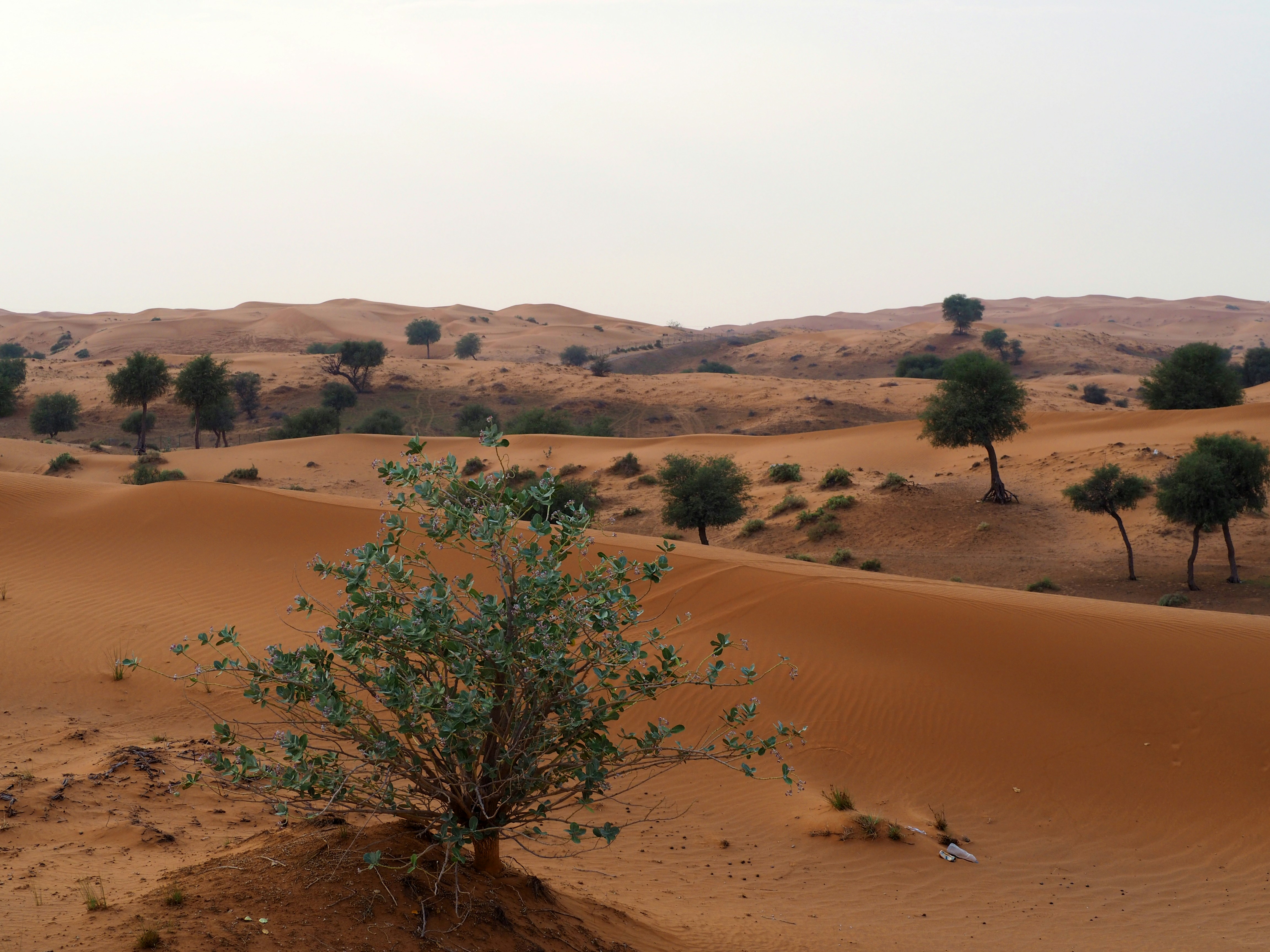 How Moroccan Charities Are Leading the Way in Ecological Conservation