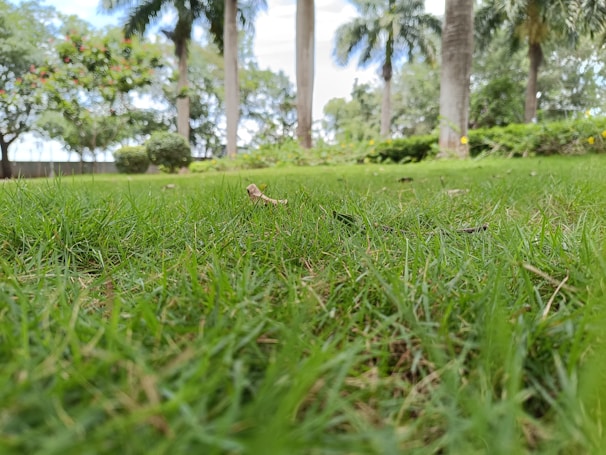 a grassy field with trees in the background